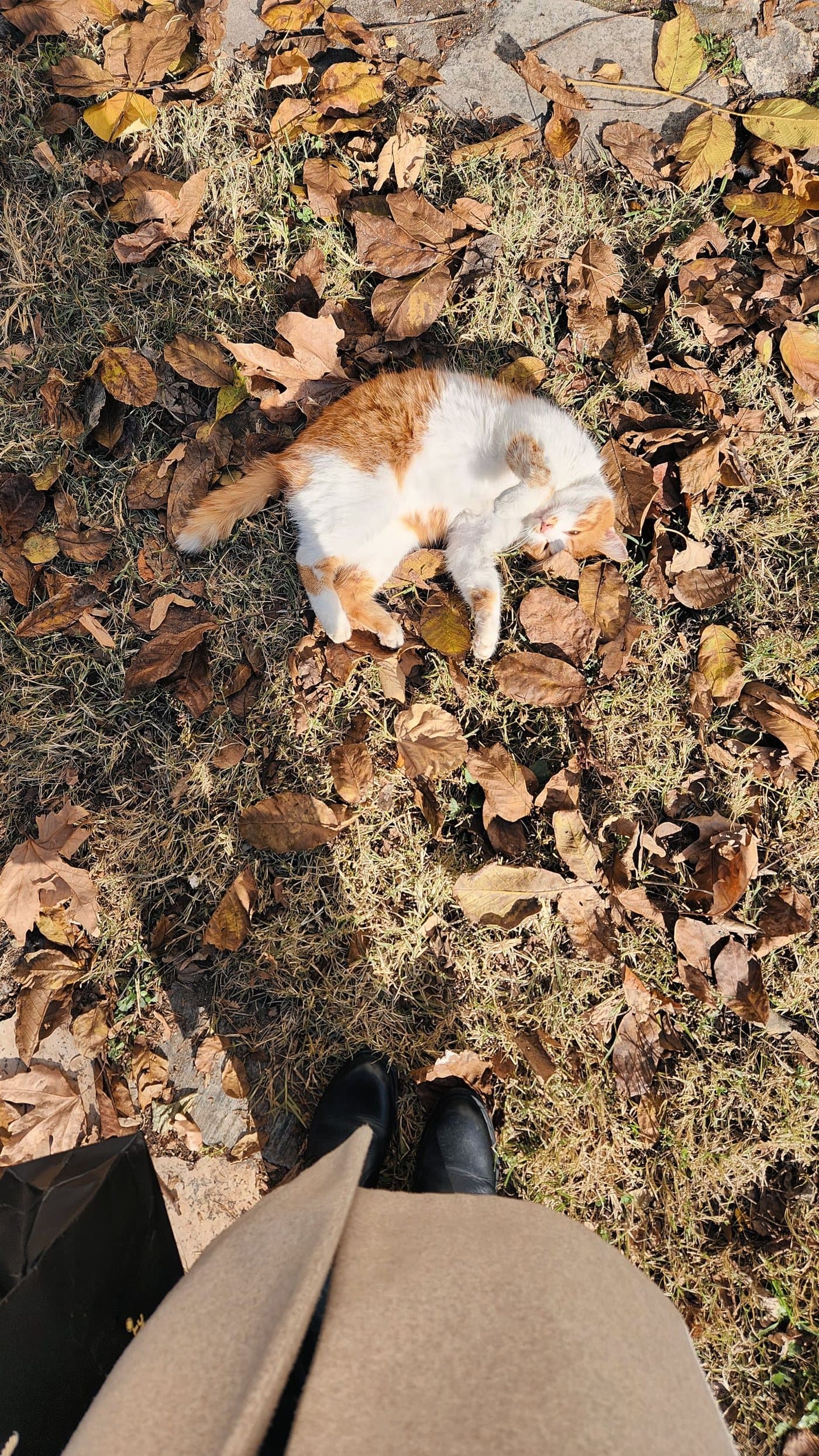Chat dehors avec médaillon de protection